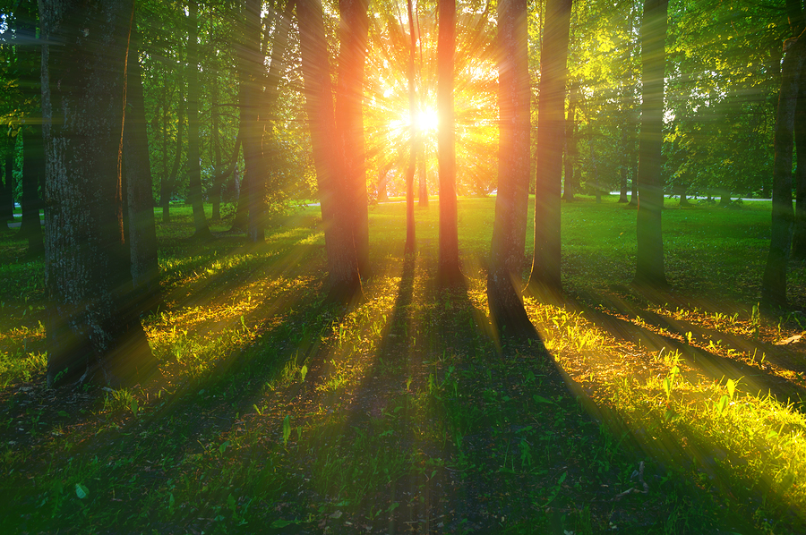 שמש בין עצים